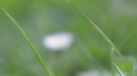 Pull Focus Through Grass to Daisy Macro Close Up Stock-Footage 41100203