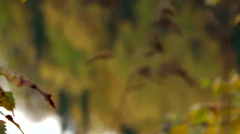 Pull focus through grass to show lake Stock Footage 40297373