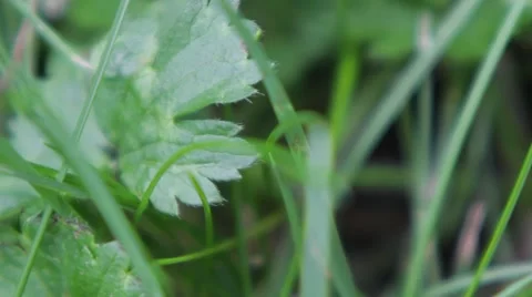 Pull Focus through Grasses and Leafy Stems Video stock 41118655