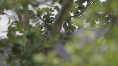 Pull Focus Through Tree Leaves 動画素材 41118258