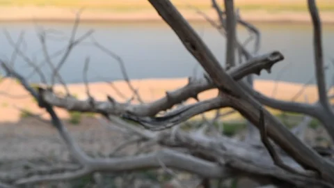 Pull Focus Through Trees on lake Stock Footage 96700964