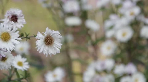 Pull Focus Through White Wild Flowers Beautiful Summer Garden Stock-Footage 41114158