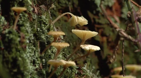 Pull focus on toads on tree trunk Video stock 8670895