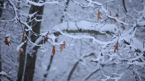 Pull Focus on Tree with Autumn Leaves as Snow Falls in Forest. Cool Grade. Видео 76503459