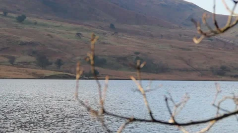 Pull Focus From Tree to Lake Shore - English Countryside 動画素材 40751008