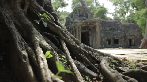 Pull-Focus Tree Roots Main Entrance Ta Prohm With Tourists Stock Footage 42770217
