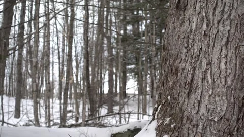 Pull focus Tree Shot Stock Footage 179668838