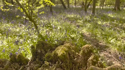 Pull focus from tree stump to Bluebells 動画素材 128858080