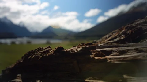Pull focus from tree trunk to alpine snowy mountains Stock Footage 89520201