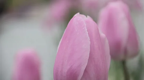 Pull focus of Tulips Stock Footage 38844855