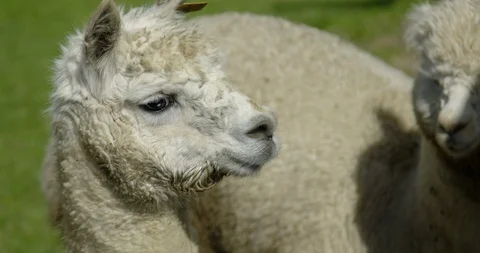 Pull focus two cute white alpacas looking around on a sunny day Stock Footage 90156716