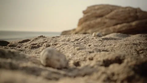 Pull focus from two hatched Green sea Turtle Egg Shells in Oman Beach - Stock Footage 151663383