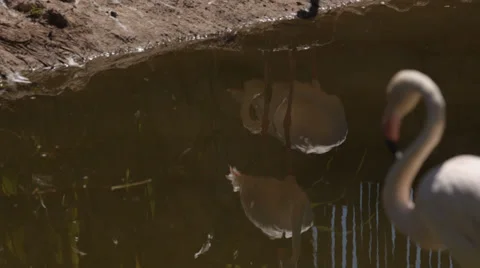 Pull focus from water to Flamingo Stock Footage 32012671