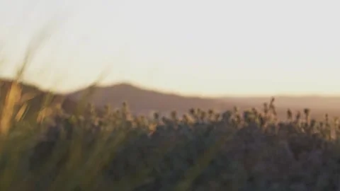 Pull Focus of Wild Flowers to Mountains in Canberra, Early Morning Stock-Footage 302944270