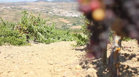 Pull focus to wild grapes in Portugal vineyard Vídeo Stock 32936218