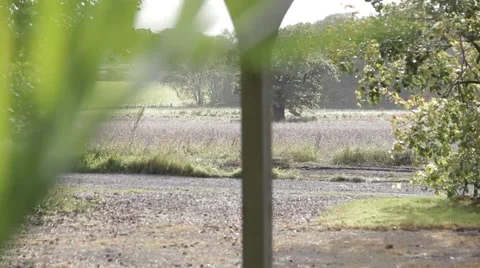 Pull Focus in Windy Garden Video stock 41114254