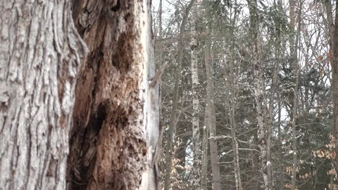 Pull Focus Woods Shot Stock Footage 179661974