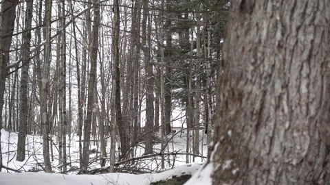 Pull Focus Woods Shot Stock Footage 179670296