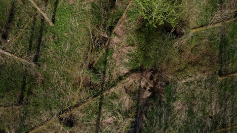 Pull up forest Stock Footage 116019650