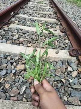 Pull the grass manually on a hot and tiring day Stock Photos