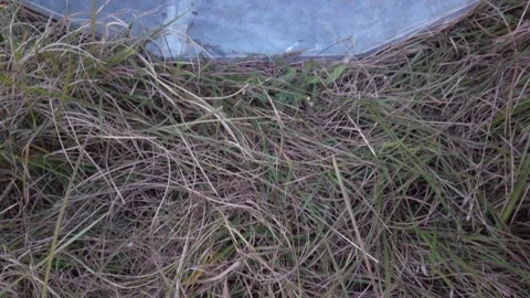 Pull up from green grass Horizontal View of Round Tapered Electrical Power Pole Stock Footage 263894923