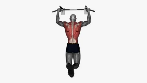 Pull up normal grip  fitness exercise workout animation male muscle highlight 4K Stockbeeldmateriaal 243984223