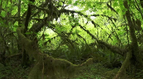 Pull out dolly shot in the rainforest 스톡 동영상 53211634