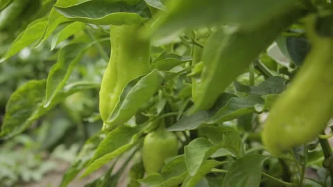Pull Out Green Peppers In The Garden Stock Footage 160277365