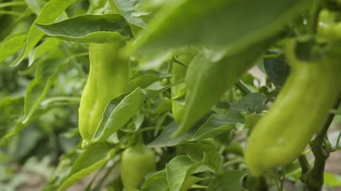 Pull Out Green Peppers Leaves Garden Homesteading Stock Footage 160277590
