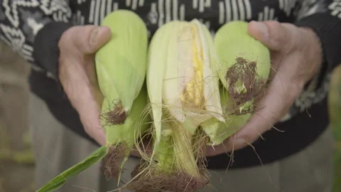Pull Out Old Hands Holding Sweet Corn Stock Footage 160277262