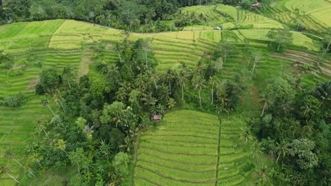 Pull out from rice terraces Vídeo Stock 329867287
