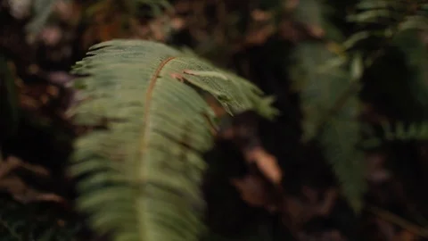 Pull out shot of Fern in Pacific Forest Stock Footage 99804412