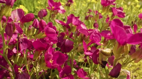 Pull out slider move of beautiful Pink Flowers  Stock Footage 161409002