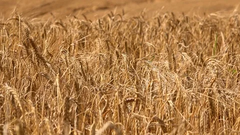Pull out from wheat field blowing in the wind UK 4K Stock Footage 112174795