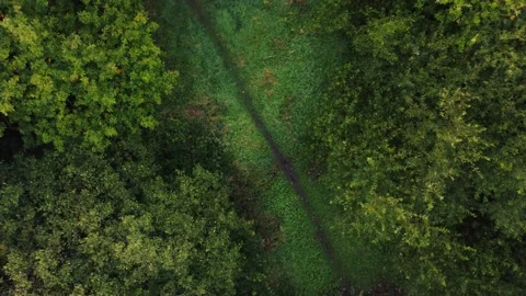 Pull up over a path in the trees Stock Footage 224690698
