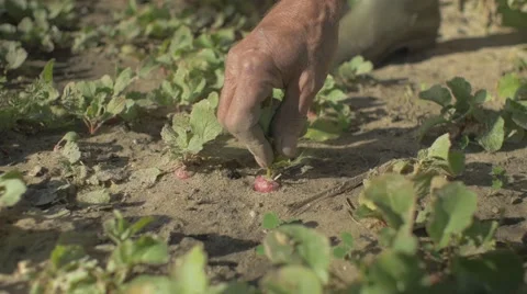 Pull up the plant Video stock 62451115