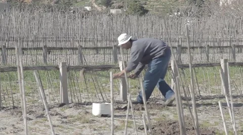 Pull up the plants Stock Footage 62451180