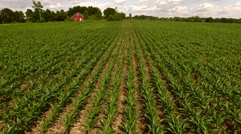 PUll up from ripening corn  Video stock 63215129
