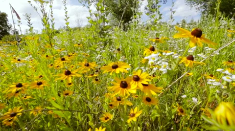 Pull through wildflowers in Colorado yellow and white Stock Footage 56561150