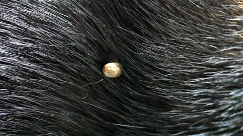 Pull the tick out of the dog Stock Footage 60063483