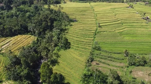 Pull in toward hillside terraces Stock Footage 329865916