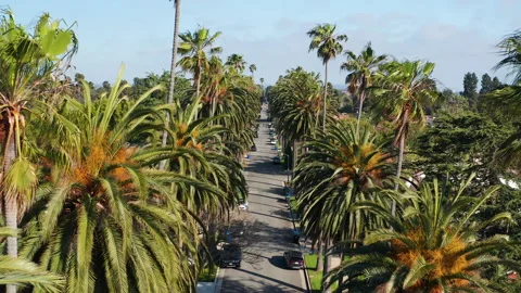 Pullback aerial shot through palm trees of Los Angeles Santa Monica suburb Stock Footage 308201873