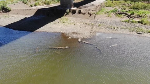 Pullback of crocodiles Stock Footage 127468800