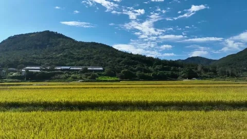 Pullback drone shot over golden rice fields beneath clear blue sky Stock Footage 313310578