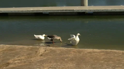 Pullback from ducks to pan of teens on pier on lake Stock Footage 39513238