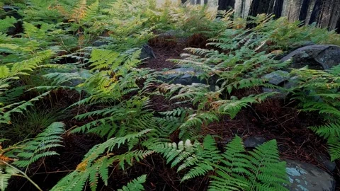 Pullback of ferns and rocks in a lush forest Stock Footage 316320419