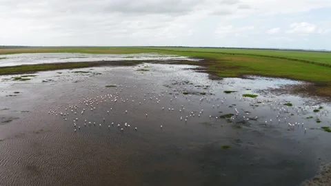 Pullback from Flamingos Stock Footage 186090030