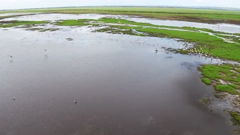 Pullback Flamingos on lake Stock Footage 186082787