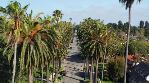 Pullback moving aerial shot of palm trees and homes in Los Angeles California Stock Footage 308200141