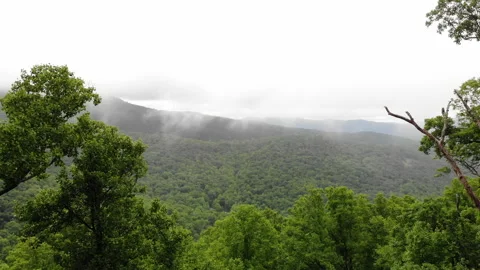 Pullback reveal aerial shot into the dense cloudy tree forest Stock Footage 167923978